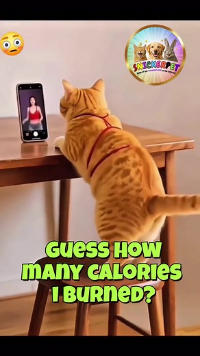 😂😂 World's MOST HILARIOUS exercise. 🔥🔥 Snugglz vs. The Workout Influencer. You decide who is better. Snugglz watched one fitness reel and became a certified sweat gremlin. Form? Questionable. Vibes? Unmatched. You decide who wins this flex-off. 📱💪🐾 #SnugglzSweatSaga #WorkoutWannabe #SnugglzVsInfluencer #FitnessFlopOrIcon #SnickerpetFlex #MascotMayhem #PawformanceGoals #SnugglzUnhinged #ReelRegretRepeat #SnickerpetRituals @followers | Snickerpet