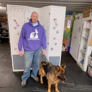 19K views · 1.8K reactions | We’d like to introduce you to Ara, our four-year-old female German Shepherd. Ara has been here with us for a couple of weeks now. Listen as John tells you more about her. Perhaps Ara would complete your family! If you’d like to meet Ara, please complete an application online on our website. | National Mill Dog Rescue | Facebook