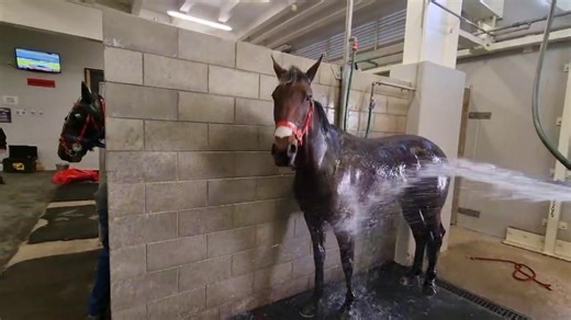 2.4K views · 135 reactions | After an outstanding victory last night by AMORE VITA at Albion Park in the Group 1 Garrards The Golden Girl it was the turn of half sister AMORE INFIDA to make her debut at Addington Raceway. | Harness Racing Unhinged | Facebook