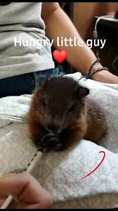 Wildlife Haven Waterloo on Reels