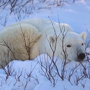 Join us every day as we go on a live arctic safari to find polar bears in the wild! | explore.org