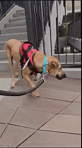 🐾 Meet Holly! (HDB Approved) Holly was rescued in October 2022 from an army camp—she was extremely skinny and her skin condition was so bad, they were peeling and bleeding. We came to know about Holly after we received an anonymous message and photo alerting us of a “badly injured dog” who looked scared and was begging for food in an army camp. There was nobody taking care of the dog and the sender pleaded with us to rescue it. We were frustrated at first as the sender did not reply when we pro