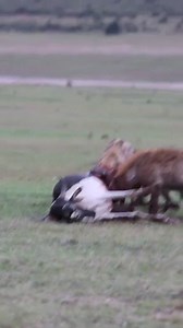 Helpless Cow Watches as Hyena Eats It Alive 😢🐂🐾 #WildlifeDrama #NatureAtItsFiercest #HyenaHunt #SurvivalStruggles | ยุทธ สติ๊กเกอร์ Online