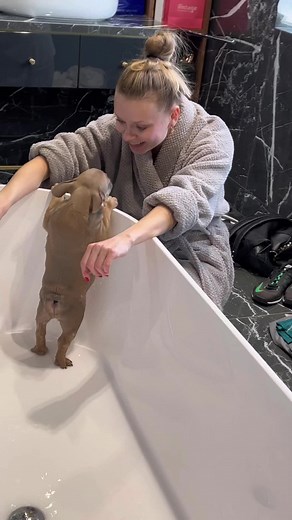 Нашла старое видео 😆 Добби, ты ли это?! 😅 #frenchbulldog