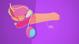 Reproductive System, part 2 - Male Reproductive System: Crash Course A&P 41 on Make a GIF