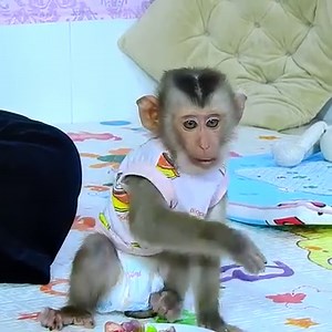 1.1K views · 38 reactions | Most Smartest Baby Monkey Axel Opening the Fridge Checking for Something to Eat Seeing Pudding Comfort Mom Looking So Yummy  | Julius Monkeys | Facebook