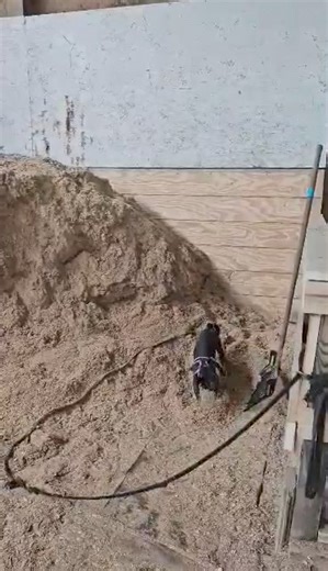 Friends of the Geauga County Dog Shelter & Warden's Office on Reels | Facebook