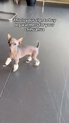 2.1K views · 61 reactions | My dog is a maniac on the dance floor  •⁣⁣⁣⁣⁣⁣⁣⁣⁣⁣⁣⁣⁣⁣⁣⁣⁣⁣⁣⁣⁣⁣⁣⁣⁣⁣⁣⁣⁣⁣⁣⁣⁣⁣⁣⁣⁣⁣⁣⁣⁣⁣  @thistlethegremlin | Chihuahua Lovers | Facebook