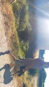 Our kennel dogs enjoying their morning walk before it gets too hot x | AA Dog Rescue