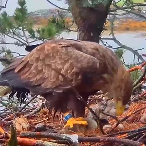Goose Chick still ALIVE when Eagle's start eating it. | Million Viewer