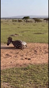 A zebra rolling in soft soil at a safari park. This natural dust-bathing behavior helps zebras stay comfortable and healthy. #Zebra #ZebraLife #WildlifeMoments #SafariWildlife #NatureRelaxing #AnimalBehavior #DustBath #WildAnimals #NatureDocumentary #PeacefulNature | Wild Zone