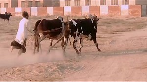 11K views · 800 reactions | Today try | Bull Race | Facebook