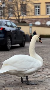 Asphalt Paving Machine