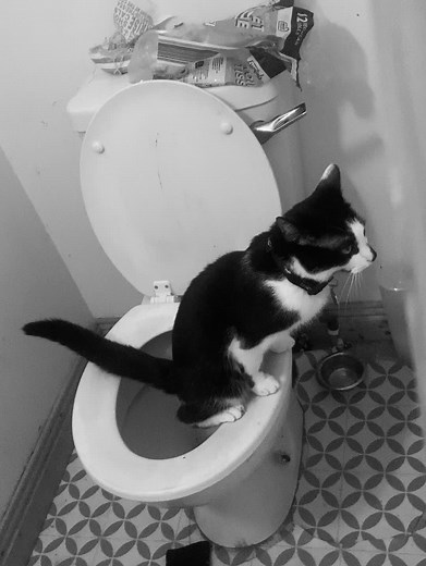 So should I be worried or is this normal for cats to do 🙈 #foryoupage❤️❤️ #catsoftiktok #normalpeople #onemillionaudition #catontiktok #catontoilet