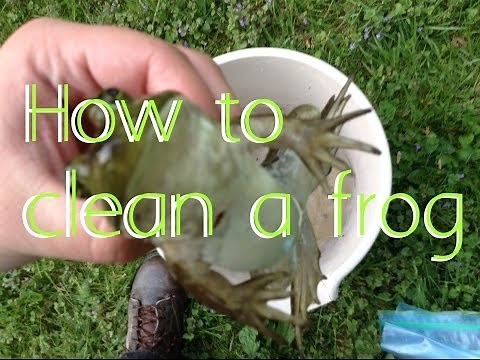 How to clean a frog