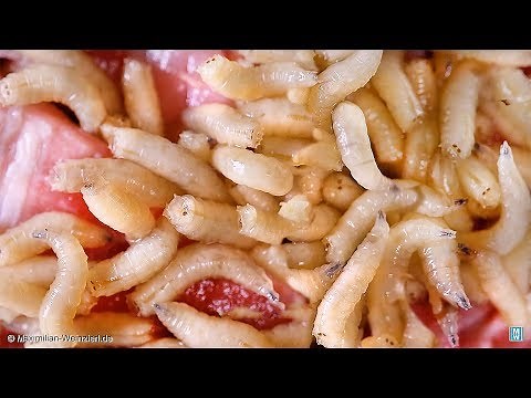 Maggots - our future food ? get used to the view. RECYCLING rotting meat converted into new protein.