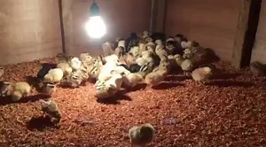 ANg Gamefowls on Reels