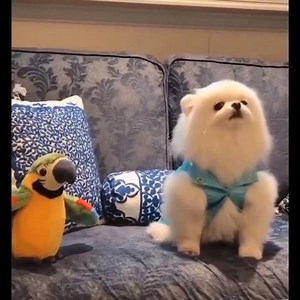 18K views · 877 reactions |  Funny and Cute Animals Compilation 2019  #1 | Pet Funny Video | Facebook
