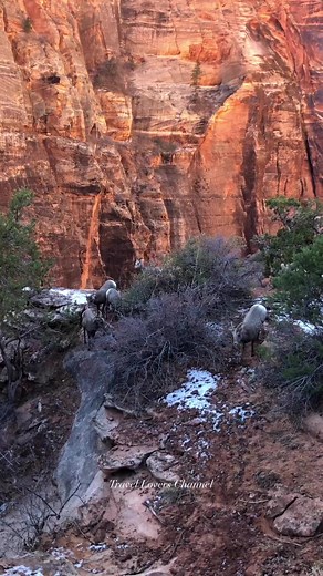 Zion National Park, 🎥 By: travel.lovers.channel..#travel #familytravel #travelphotography #waterfalls #ocean #hiking #naturelover #adventurevibes #tripadvisor #traveltheworld #naturephotography #familytrip #vacation #adventuretravel #familytime #forest #islandlife #islandvibes #beachlife #beach #island #sunshine #nature #mountains | Travel Lovers Channel