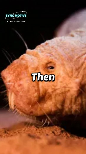 Don't watch if you Hate Rats 😤 #creepy #creepycreatures #rat #syncmotive | Syncy