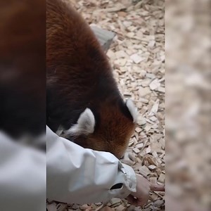 1.8K views · 436 reactions |  . . . . . . . . . . . . . . . . . . . . . . . . . . . . #BestPhotographyChallenge #moodchallengemoodchallenge #BestPhotographyChallenge #moodchallengemoodchallenge #bestchallenge | Red Panda Zone | Facebook