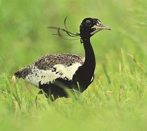 Lesser florican - Alchetron, The Free Social Encyclopedia
