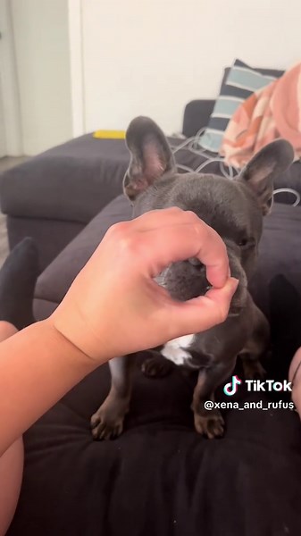 Understanding Your French Bulldog's Behavior