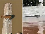 Severe flooding in Brazil seen affecting animals