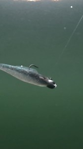 13K views · 62 reactions | Rigged with tackle from Dirty Jigs Tackle and Z-Man, the search for a record-breaking smallmouth begins. The TW Film Crew hits Dworshak Reservoir in Idaho with TW Pro Luke Clausen Dworshak Reservoir W/Clausen  https://bit.ly/43TiLLi #TackleWarehouse #TWvlog | Tackle Warehouse | Facebook