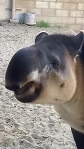 Take a bite of this tasty #ASMR with Tootsie the baird's tapir! Tapirs are herbivores, eating fruits, leaves, and grasses in the wild. Tootsie is enjoying a crunchy snack of fruits, veggies, and lettuce. 🍎🍠🥕🥬 #TapirTuesday #SnackTime #Tapir 📹: Animal Keeper Monica Richards | Los Angeles Zoo