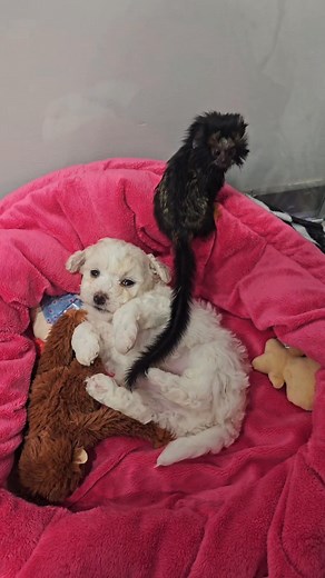 Bichon frise & małpka tamaryna złotoręka | Cotton Monkey FCI hodowla Bichon Frise & Bedlington Terrier