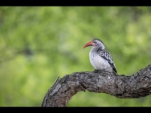 Southern Red-Billed Hornbill Nests in Kruger National Park