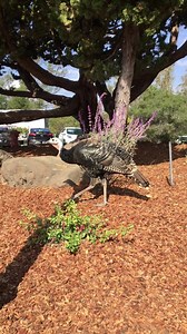 Some special guests checking in this morning! #turkeys | Chaminade Resort & Spa