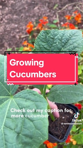 I've finally got my cucumbers seeds to germinate this year and have just planted some more for succession planting in a few weeks. Remember, cucumbers will need a frame or support structure to grow up and they love a warm, sunny spot. They love a nitrogen rich feed every couple of weeks through their heavy growing season too. Looking forward to some summer cucumbers!🥒 thanks @Nettles and Petals 💫 #budgetgardening #organicnz #sustainableliving #zerofoodwaste #beginnergardeninghacks #organicgard