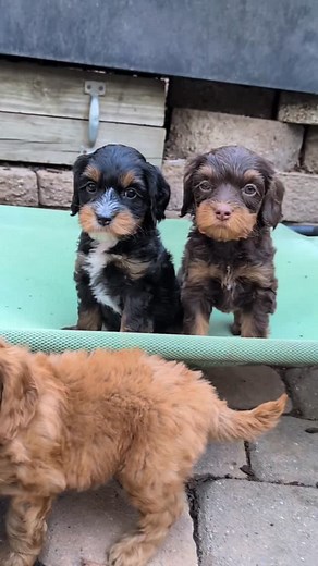 Outside playtime 🥰 www.mandevillalabradoodles.com/available-now-1 #mandevillalabradoodles #australianlabradoodlepuppy #doodlesofinstagram #australianlabradoodle #cutepuppies #puppy #labradoodlesofinstagram #carync #alaalabradoodles #betterbreedbydesign | Mandevilla Australian Labradoodles