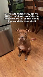318K views · 14K reactions | I think he deserves an omelet  #pitbulllife #bullybreed Bully breed lovers, dog humor , dog mom | Just Opie Things | Facebook