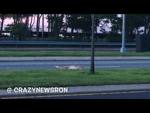 Deer Brutally Hit by CAR