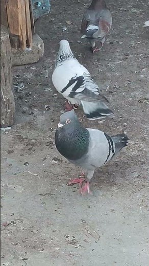 👀🕊️🕊️#kabootar #pigeonhouse #raisenpigeons #kabutarlove #pigeon #pigeonlaver #kabutar #kabootarloft