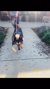 1.2K views · 14 reactions | Meet calcifer he is a 4 year old male already neutered and up to date on all vaccines. He also knows how to sit speak and lay down! | Humane Society Pet Rescue & Adoption Center | Facebook