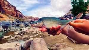 US formally removes Colorado River fish's endangered status