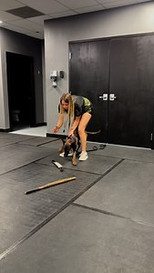 8.5K views · 455 reactions | Breezy - 6 months  屢 @decoy.malachii | that.shepherd.girl | Facebook