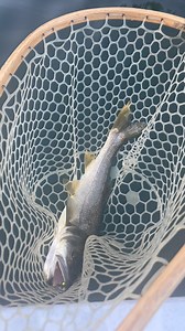 Sport Fishing on the Fly - SFOTF on Reels | Facebook