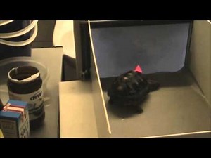 Tortoise With A Touchscreen Tests Testudine Perception | Video