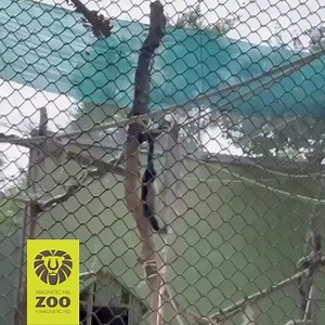 2.7K views | Zoo de Magnetic Hill Zoo on Reels | Facebook