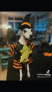 Halloween 2022 🧙🏻‍♀️🤘🏻🧟‍♀️👻🎃❤️ | Nola Princess Monkey