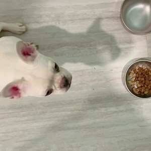 Dior & LV Eating manners, learning to take breaks alone | Amber Toy Poodle