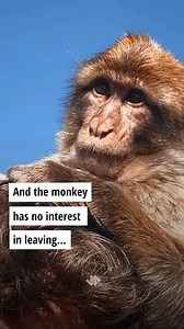 3.3K views · 29 reactions | Would you be that brave?  | Groovy History | Facebook