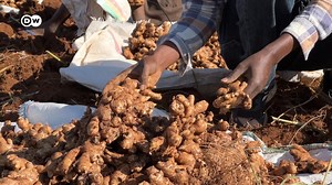 7.7K views · 123 reactions | ኢትዮጵያ ከ50 በላይ የቅመማ ቅመም አይነቶችን ለማምረት...