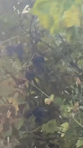 3.9K views · 58 reactions | My grapes . Who’d have thought grapes could be so hardcore . And before you say pick them , eat them , I did , they weren’t pleasant at all . Even the birds won’t eat them . It’s a Cabernet Sauvignon vine . Not great at all to eat , but I grow it for stuffed vine leaves . I’ve never seen so many grapes on it ,this years crop is a record breaker . Vicky . | Midlands Storm Chasers U.K | Facebook