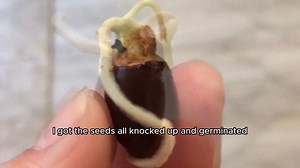 How I Turned Grocery Store Lychees into Backyard Plants 🌱 A couple years ago, I figured out that you can take your favourite fruit and grow the seed into a plant. Well I love lychees, rambutans and longans, but they’re pretty hard to grow. So I purchased the fruits from the grocery store and got all the seeds on damp pieces of paper towel to germinate. Did they grow into plants? Trees? In this vid, you’ll learn about the trials and errors associated with growing these exotic fruits in an urban 